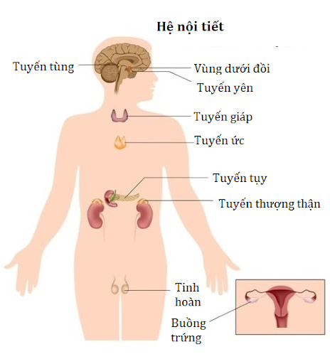 Tổng quan về các bệnh lý Nội tiết